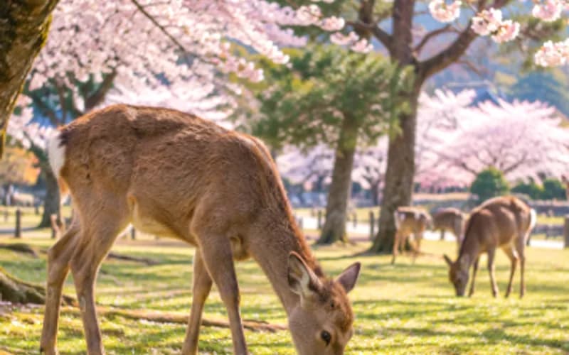 Day 4, Nara